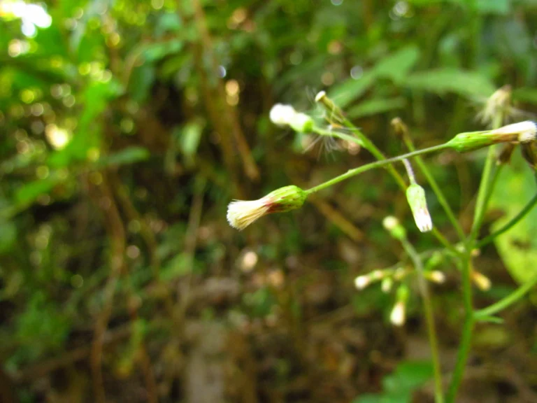 Exostigma notobellidastrum (59)