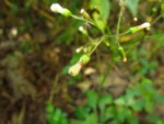 Exostigma notobellidastrum (56)