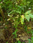 Exostigma notobellidastrum (57)