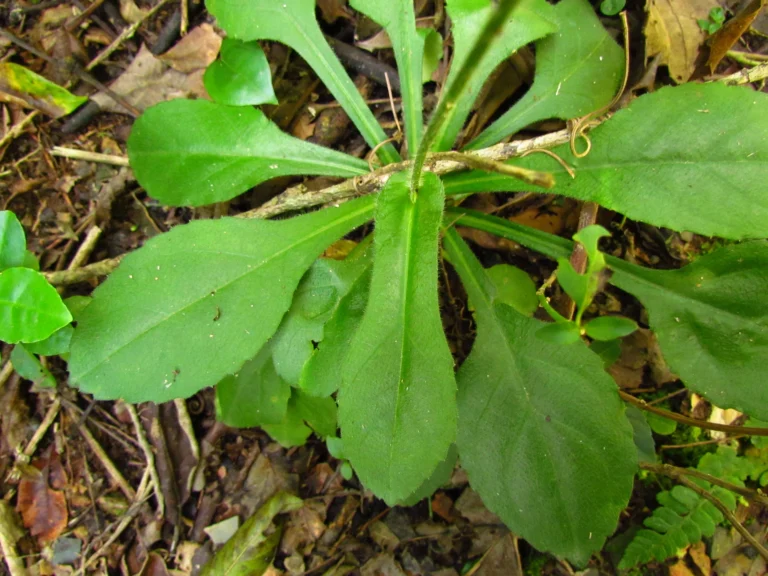 Exostigma notobellidastrum (54)