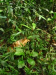 Exostigma notobellidastrum (51)