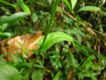 Exostigma notobellidastrum (52)