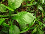 Exostigma notobellidastrum (53)