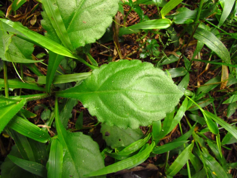 Exostigma notobellidastrum (53)