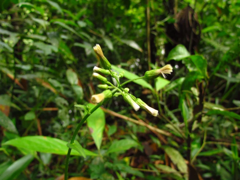 Exostigma notobellidastrum (49)