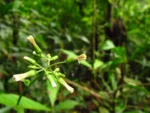 Exostigma notobellidastrum (50)