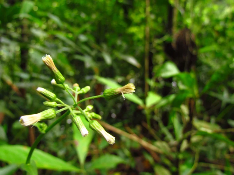 Exostigma notobellidastrum (50)