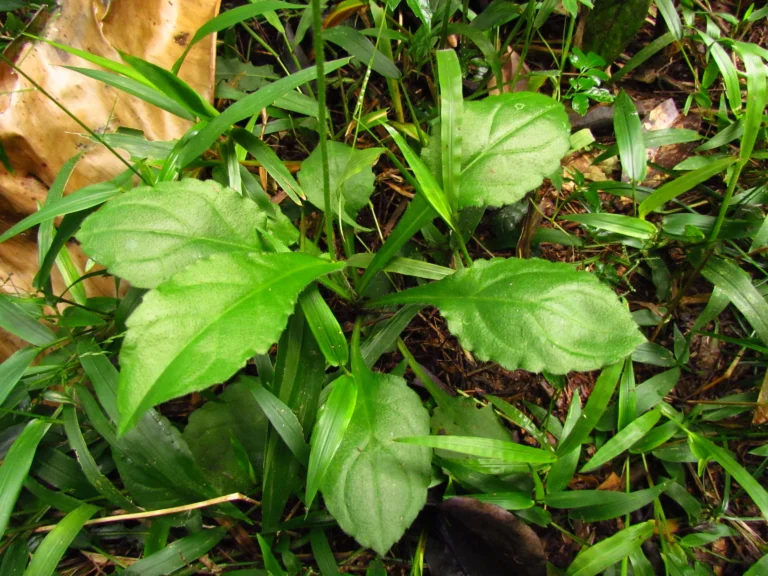 Exostigma notobellidastrum (47)