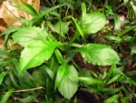 Exostigma notobellidastrum (48)