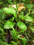 Exostigma notobellidastrum (46)