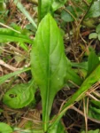Exostigma notobellidastrum (44)