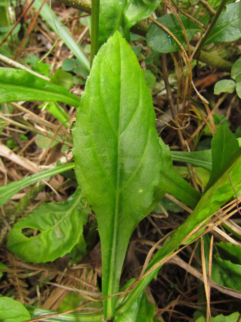 Exostigma notobellidastrum (44)