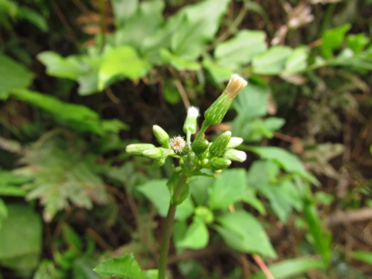 Exostigma notobellidastrum (43)