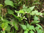 Exostigma notobellidastrum (39)