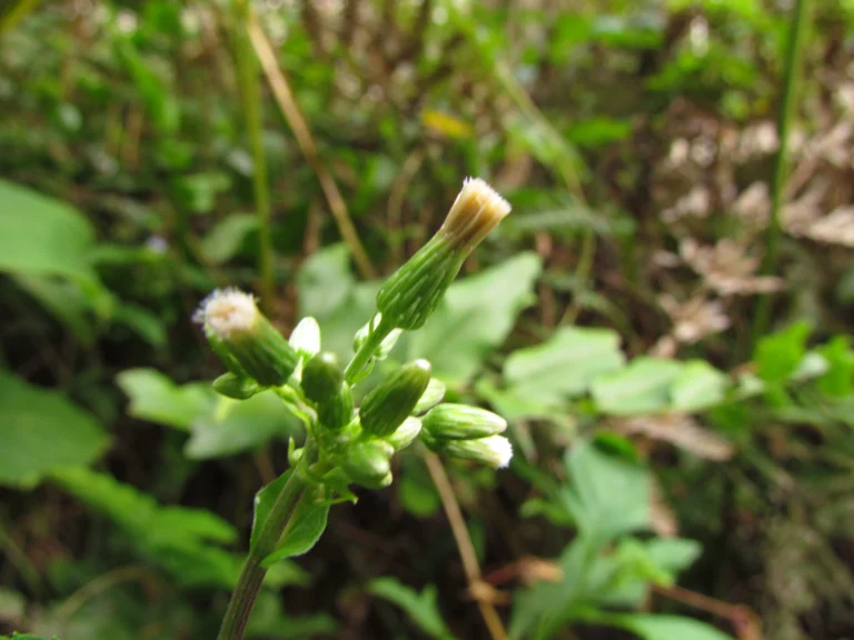 Exostigma notobellidastrum (41)