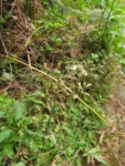 Exostigma notobellidastrum (37)