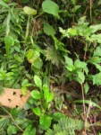 Exostigma notobellidastrum (38)