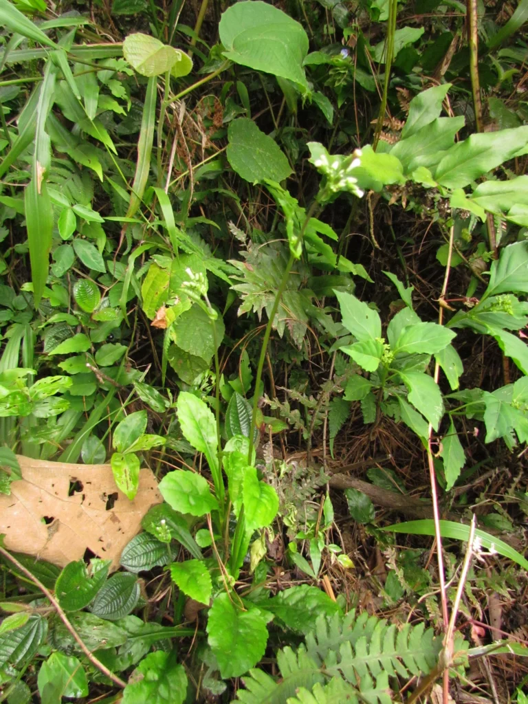Exostigma notobellidastrum (38)