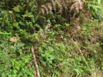 Exostigma notobellidastrum (36)