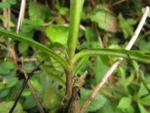 Exostigma notobellidastrum (35)