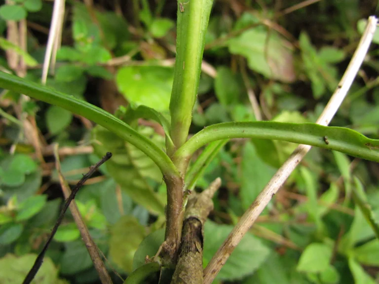 Exostigma notobellidastrum (35)