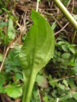 Exostigma notobellidastrum (34)
