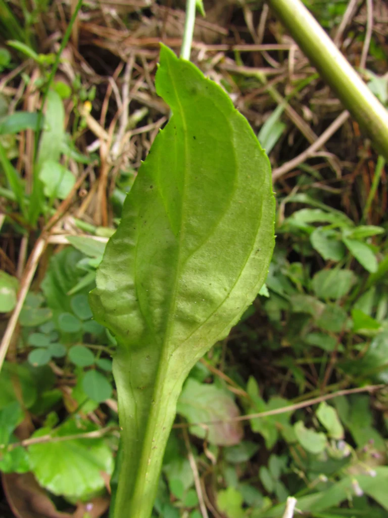 Exostigma notobellidastrum (34)