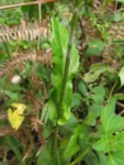 Exostigma notobellidastrum (31)