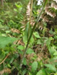 Exostigma notobellidastrum (32)