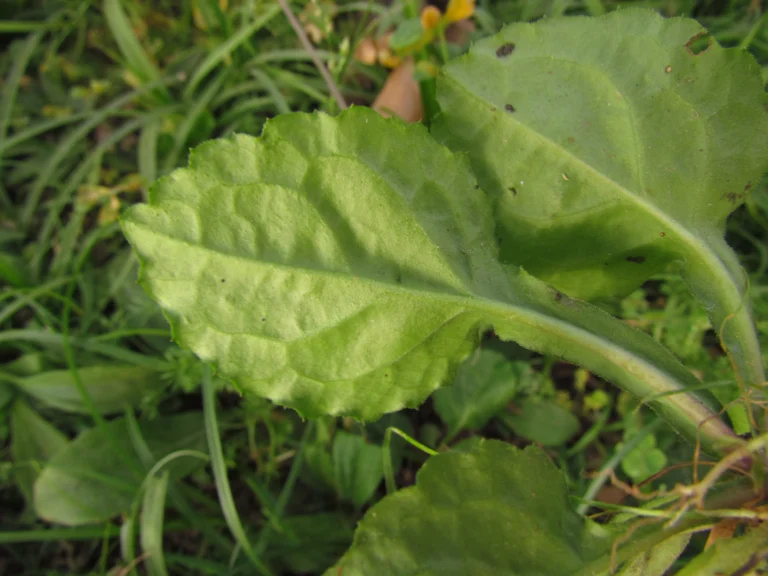Exostigma notobellidastrum (29)