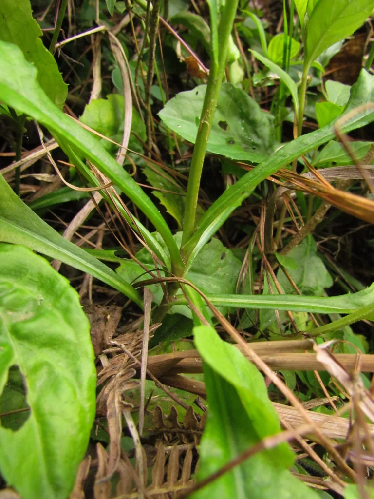 Exostigma notobellidastrum (30)