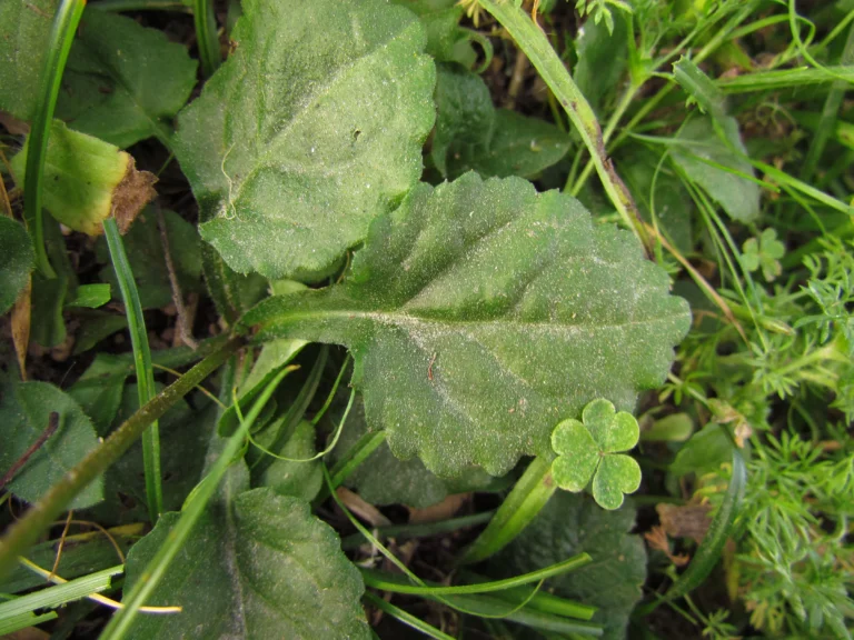 Exostigma notobellidastrum (28)