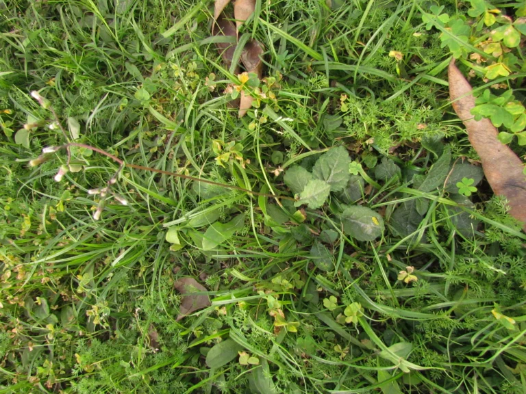 Exostigma notobellidastrum (26)