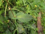 Exostigma notobellidastrum (27)