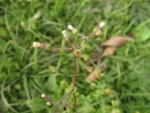 Exostigma notobellidastrum (24)
