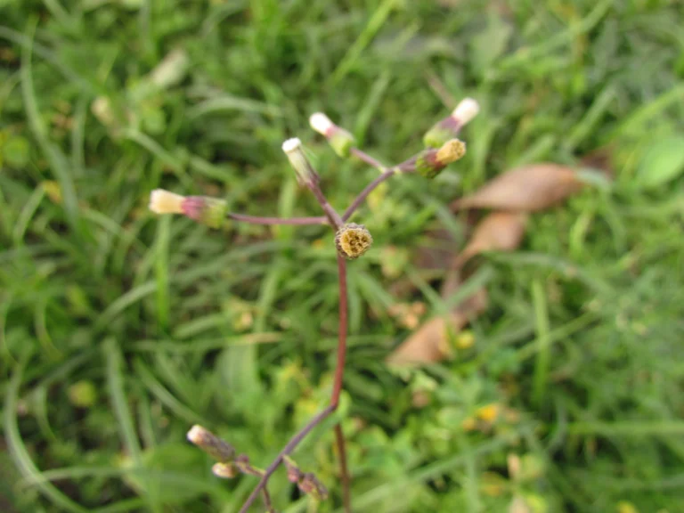 Exostigma notobellidastrum (24)