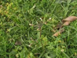 Exostigma notobellidastrum (21)