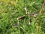 Exostigma notobellidastrum (20)
