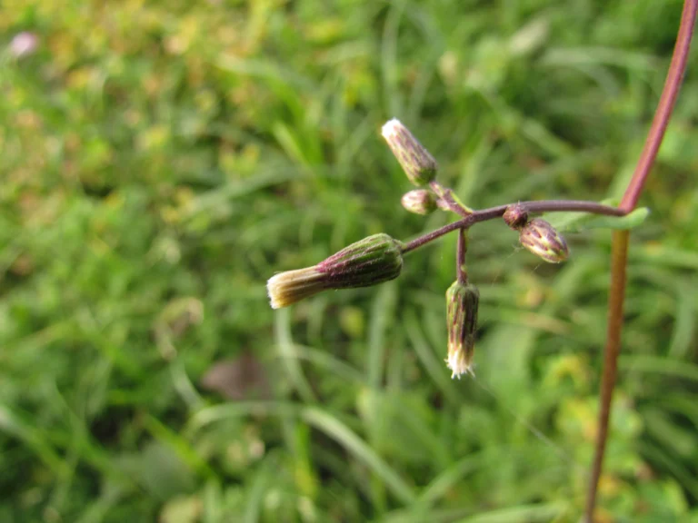 Exostigma notobellidastrum (20)
