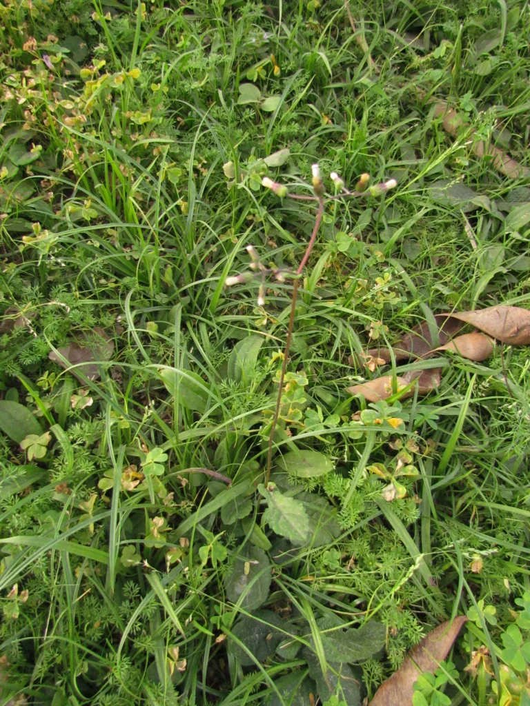 Exostigma notobellidastrum (17)