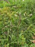 Exostigma notobellidastrum (18)