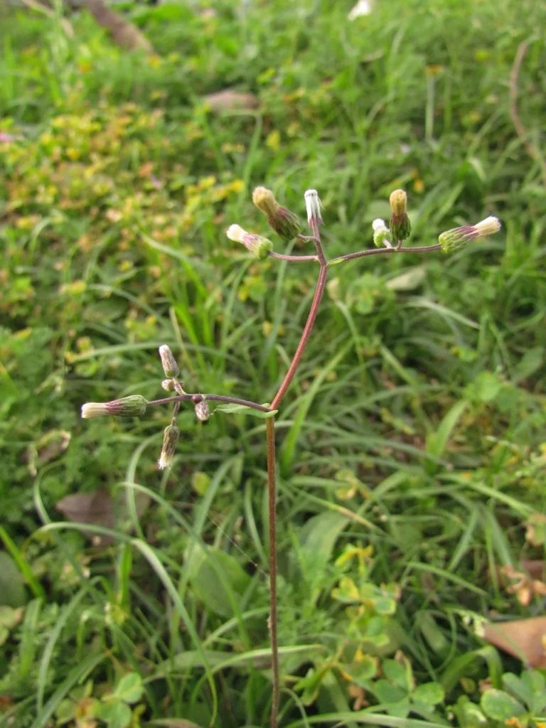 Exostigma notobellidastrum (18)