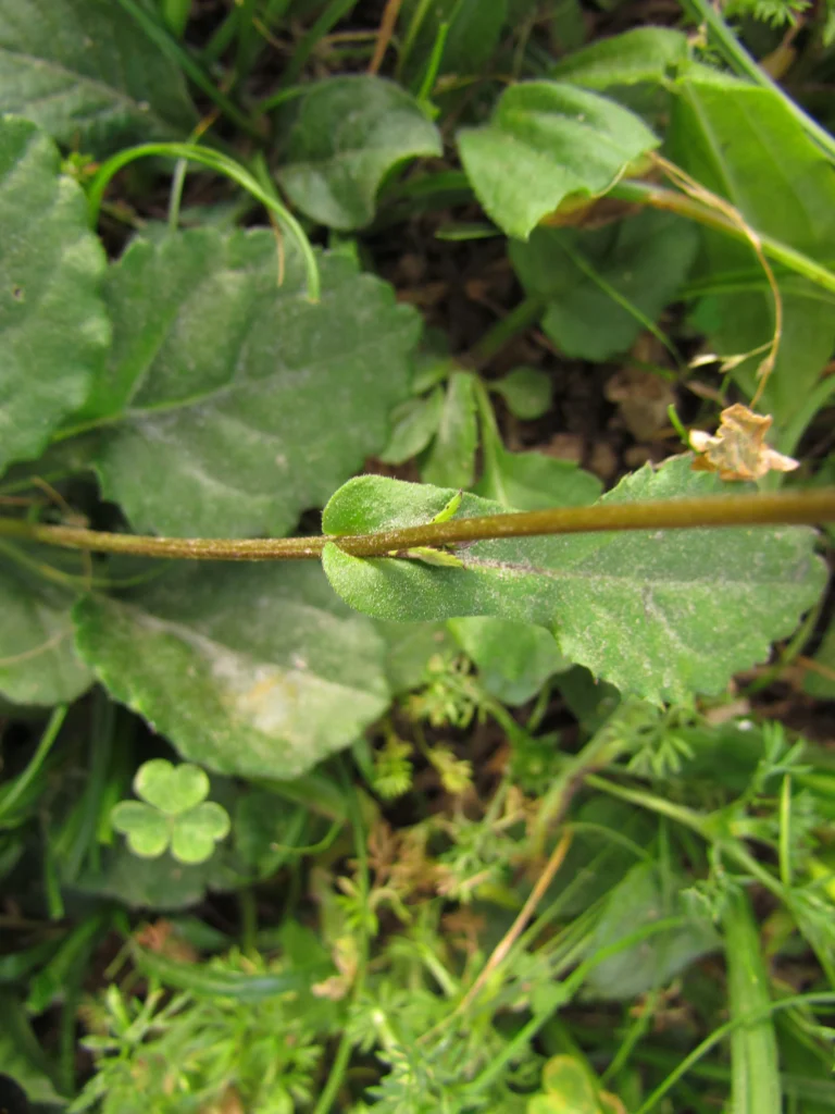 Exostigma notobellidastrum (15)