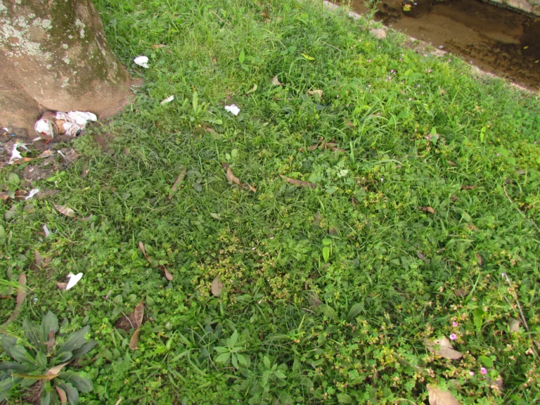 Exostigma notobellidastrum (16)
