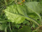 Exostigma notobellidastrum (13)