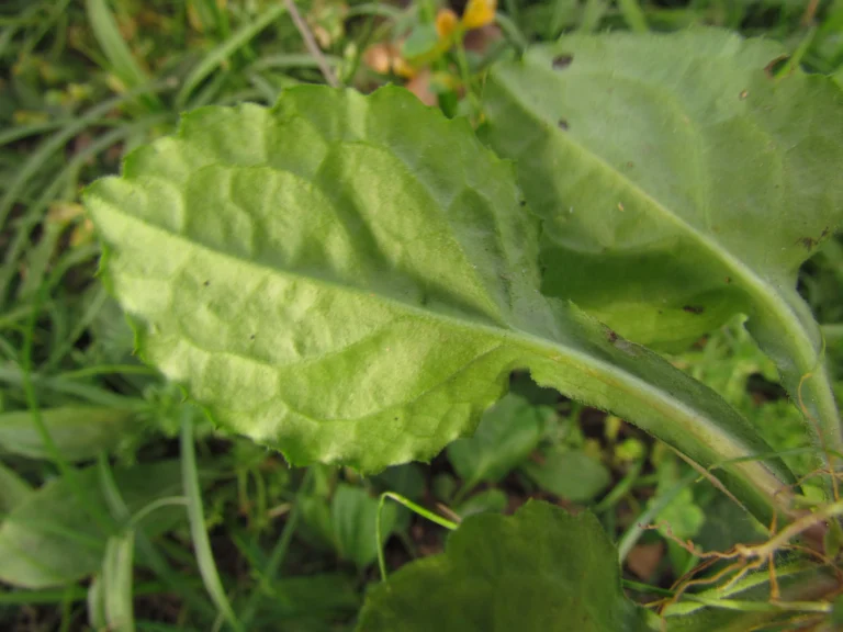 Exostigma notobellidastrum (13)