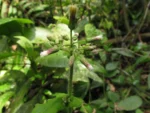 Exostigma notobellidastrum (11)