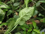 Exostigma notobellidastrum (12)