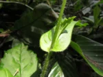 Exostigma notobellidastrum (10)
