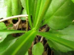 Exostigma notobellidastrum (9)